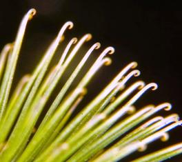 image-of-hooks-from-burdock-plant for learning from nature blog post - delightability