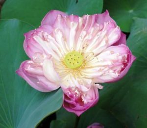 image-of-lotus-flower-for-learning-from-nature-blog-post-delightability
