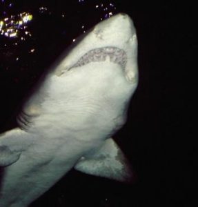image-of-shark-for-learning-from-nature-blog-post-delightability.jpg